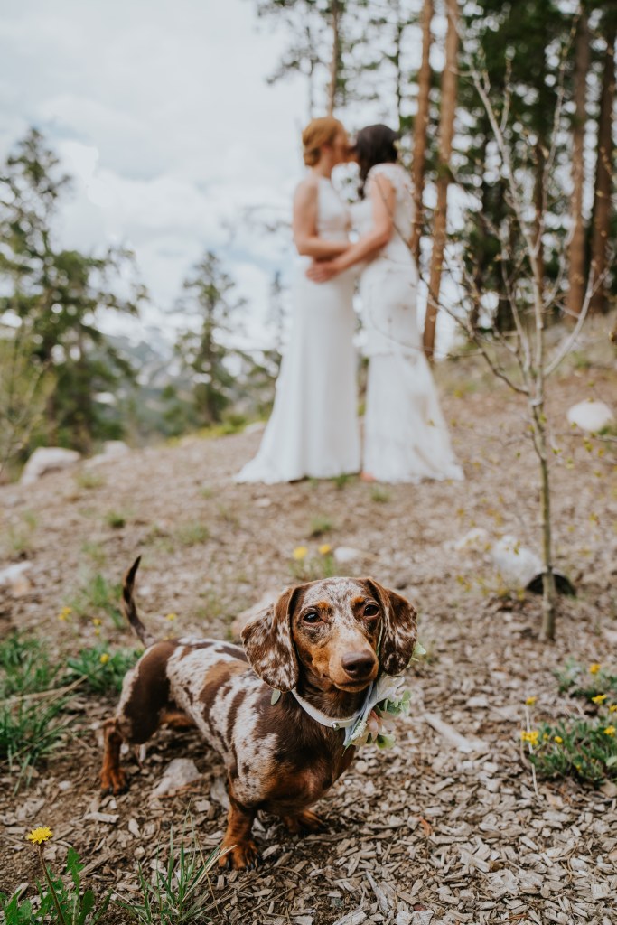 Kate Ebert's miniature dachshund poses in the foreground, while Kate Ebert and her wife pose on their wedding day in the background.